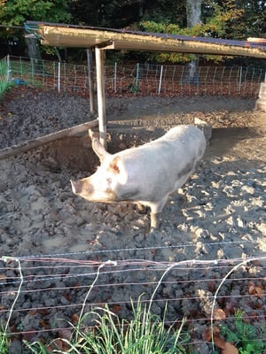 wenn die wüssten, dass sie in 2 Wochen über die Regenbogenbrücke gehen müssen ...