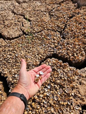 tausende von Muscheln zeugen von mehr Wasser