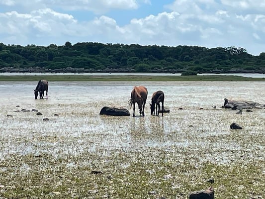 mit Muttertieren mit ihren Fohlen