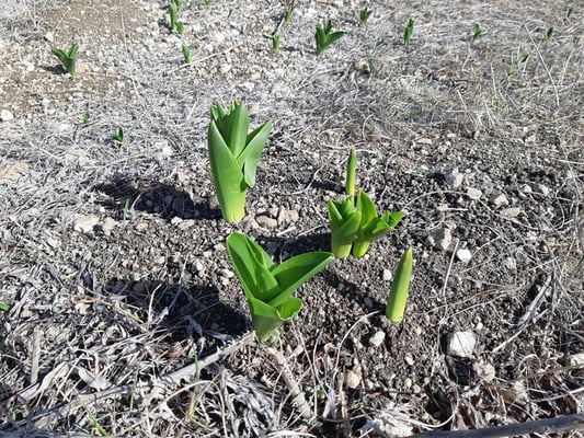 Hyazinthen? nein, es handelt sich um kleine palmenähnliche Büsche