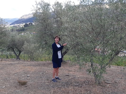 natürlich haben sie auch einige Olivenhaine