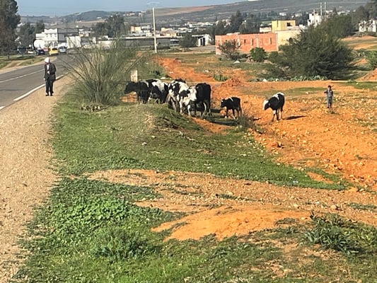 Immer wieder ist mit 4-beinigen Strassenbenützern zu rechnen ...