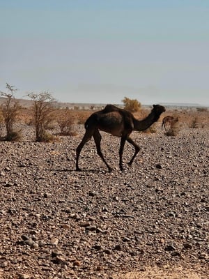 nicht ohne Grund: wir sehen viele frei lebende Dromedare