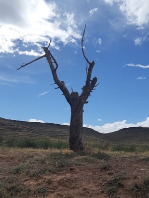 an vielen Orten hat es auch gebrant, was man oft an verkohlten Stämmen sieht