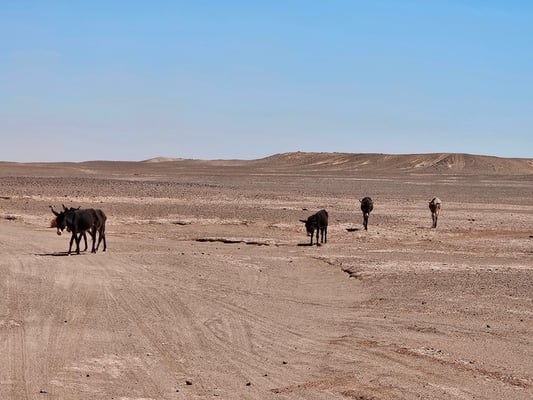 wir hätten eigentlich Kamele erwartet, aber es kommt eine Esel-Karawane
