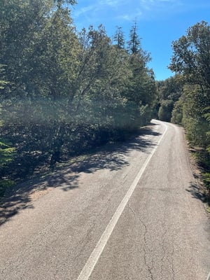 weiter geht es durch Zedernwälder; die Strasse wird langsam schmaler