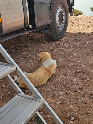 schon bald haben wir wieder einen Fan, welcher nicht von unserer Seite weicht.