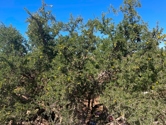 und sehen immer mehr Plantagen mit Arganbäumen
