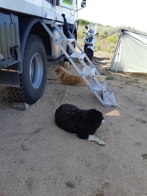 die beiden Streuner haben anscheinend Gefallen an uns gefunden - aber wir bleiben hart und geben ihnen nichts.