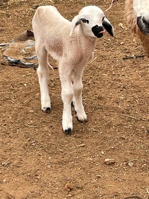 vor allem die kleinen Schäfchen haben es uns angetang