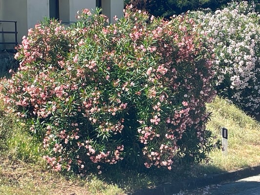 wir sind begeistert von den grossen Oleanderbüschen ...