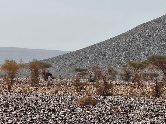 manchmal fast nicht zu erkennen in der Steppenlandschaft