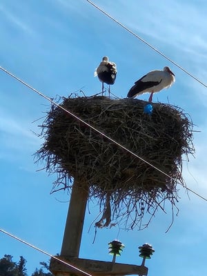 und immer wieder mal Störche