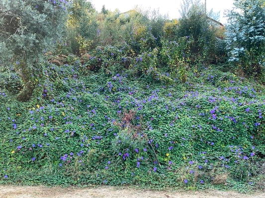 auch Unkraut kann schön sein: blaue Wicken