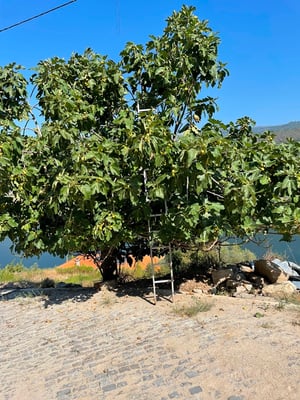 Brigitte findet einen Feigenbaum - und was auf die Strasse hängt das darf man doch nehmen.