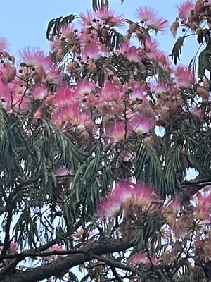 mit seltsamen Blüten ...