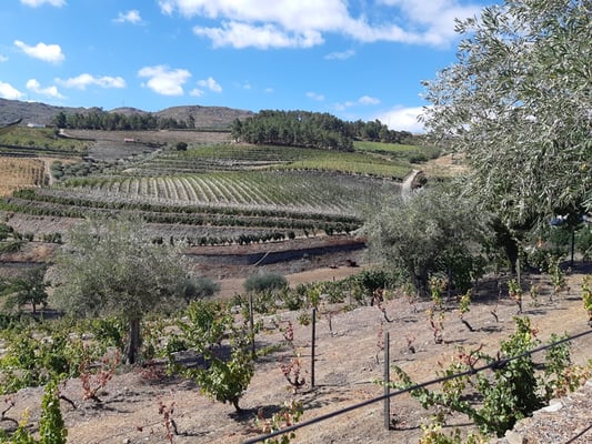 die Weinkellerei ist mitten in den Reben