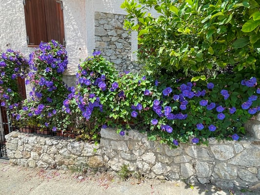 wieder ein Unkraut: Wicken, aber trotzdem schön