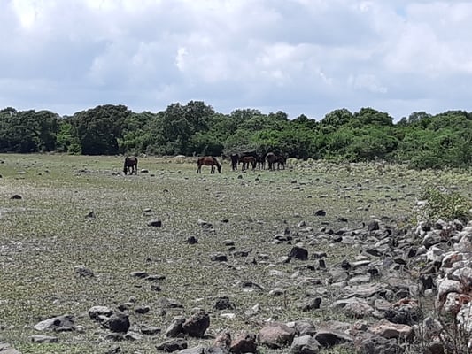 langsam kommen sie sogar näher
