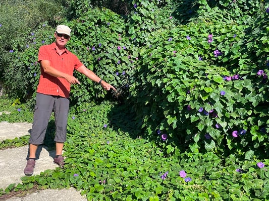Die Wicken sind aber trotzdem schön