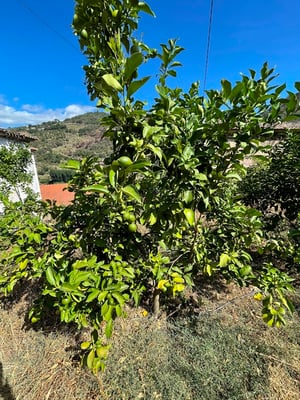 das sehen wir bei einem Spaziergang im Tal