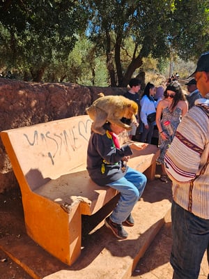 als zusätzliche Attraktion haben wie noch ein paar zahme Affen, welche für etwas Futter auf die Touris klettern ...