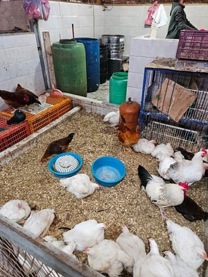 diese dürfen noch etwas "frei" herumlaufen