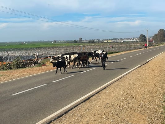wobei die meisten eigentlich neben der Strasse gehen ...