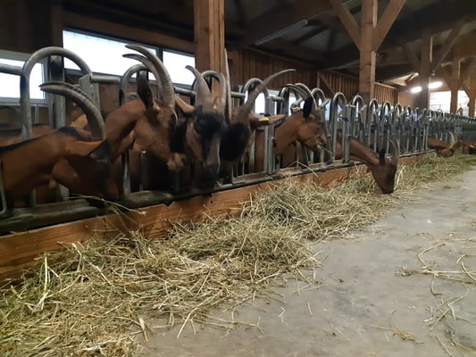 wir dürfen uns im Stall umsehen