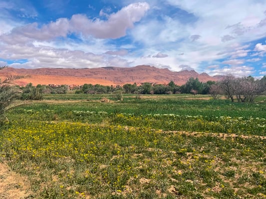 schön, wenn es plötzlich so grün ist