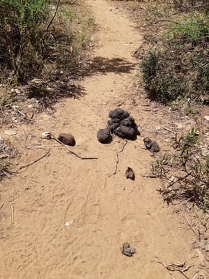 aha, irgendwo müssen doch die Pferde sein - das ist ein untrügliches Zeichen!