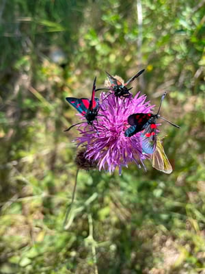 viele Schmettelinge, das fällt auf
