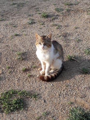 auf dem Platz gibt es ca. 1 Dutzend Katzen, und alle sind sehr anhänglich ...