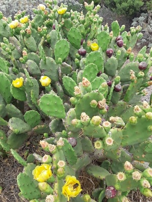 diese Kakteen blühen "wie verruggt"