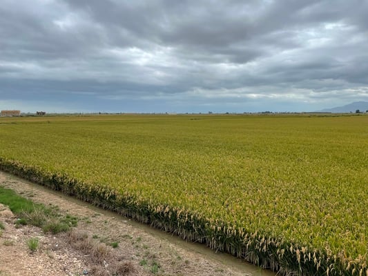 soweit man sieht nur Reisplantagen - welche natürlich im Wasser stehen
