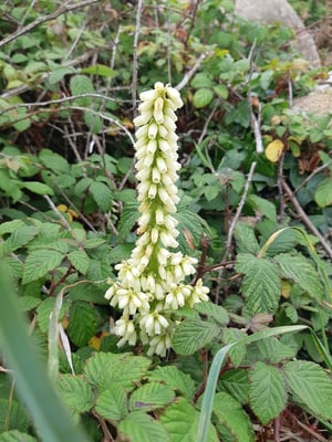 ein Echter Venusnabel - also mich erinnert die Pflanze an etwas weiter unten ;-)