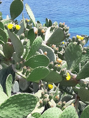 viele Kakteen sind mit Früchten und Blumen bewachsen