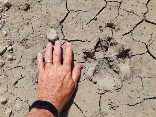 ob das Bärenspuren sind ...?