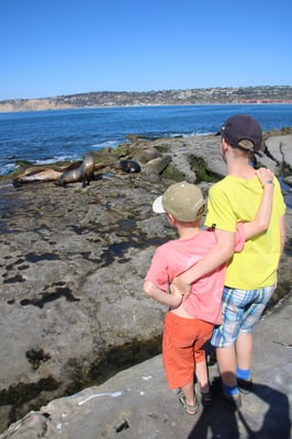 Spaziergang unter Robben in La Jolla