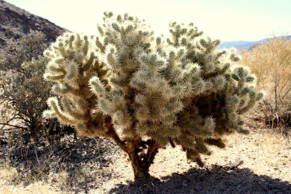 Stachelige Pracht im Joshua Tree