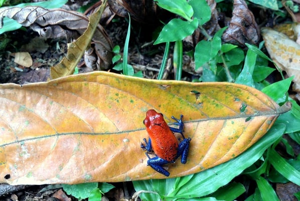 Pfeilgiftfrosch mit leuchtenden Farben
