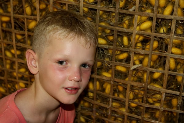 Siro vor den verpuppten Seidenraupen. In wenigen Tagen erschaffen die Seidenraupen einen Kokon, der aus 700 - 1000m Seide besteht.