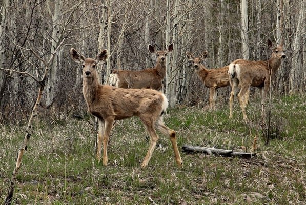 Bären sahen wir keine, dafür aber diese hier.