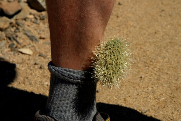 Selber schuld, wer den Kakteen zu nahe kommt
