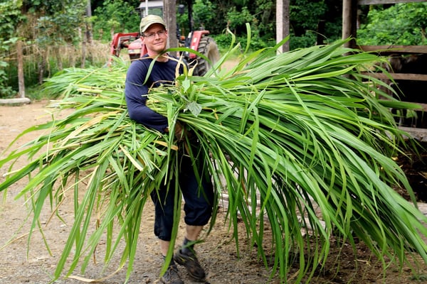 Philippe bei den täglichen Stallarbeiten (mit Kuhfutter)