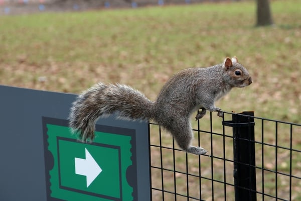 Adina auf Eichhörnchen-Jagd