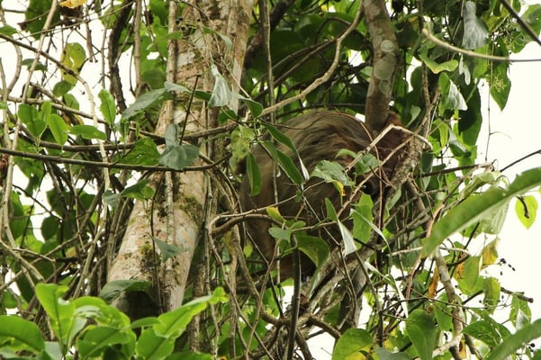 Das Faultier zeigte sich leider wirklich nur faul