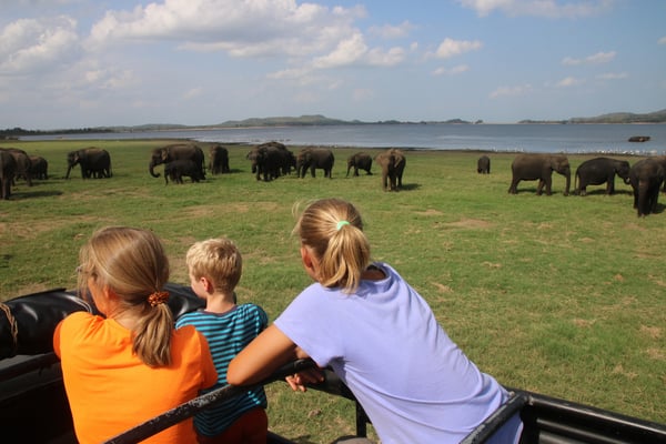 Safari im Minneriya-Nationalpark mit grosser Elefanten-Population