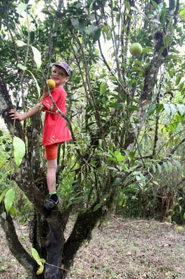 Siro beim Orangenpflücken (Bäume erklettern macht Spass)