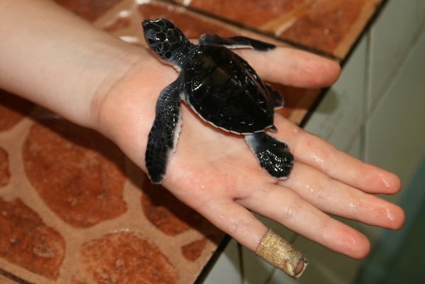 Abschliessender Besuch einer Schildkrötenaufzucht-Station. Diese Schildkröte auf Siros Hand ist gerade mal 2 Tage alt.